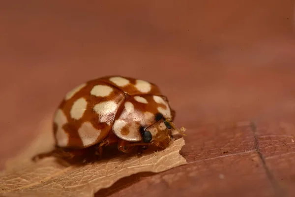 Scarabeo Coleottero Coccinella Crisantola Vigintipunctata — Foto Stock