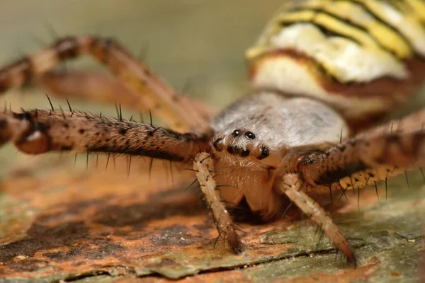 Argiope Bruennichi Оса Павук — стокове фото