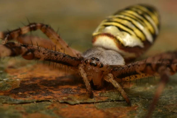 Argiope Bruennichi Wasp Spider — Stock Photo, Image