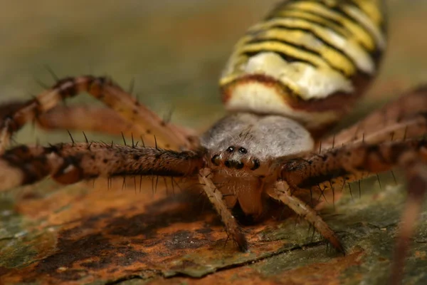 Argiope Bruennichi Αράχνη Σφήκας — Φωτογραφία Αρχείου