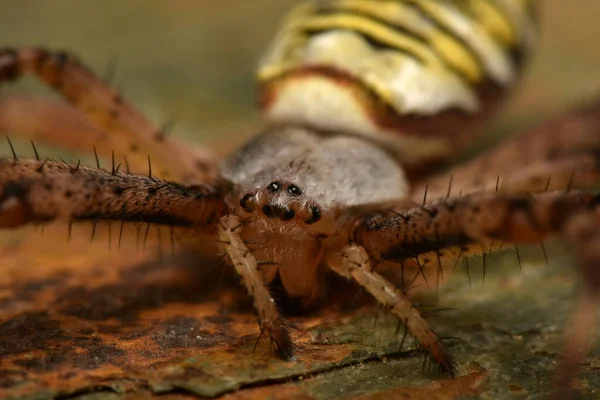 Argiope Bruennichi Getingspindel — Stockfoto