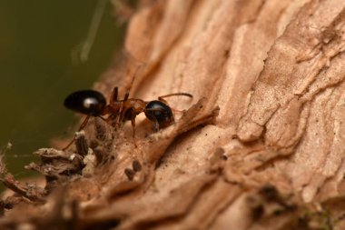 Karınca, Dolichoderus quadripunctatus, Avrupa 'daki yaygın türler