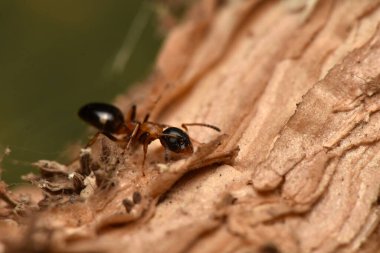Karınca, Dolichoderus quadripunctatus, Avrupa 'daki yaygın türler