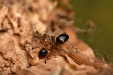 Karınca, Dolichoderus quadripunctatus, Avrupa 'daki yaygın türler