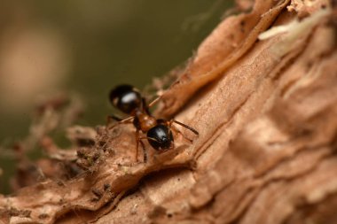 Karınca, Dolichoderus quadripunctatus, Avrupa 'daki yaygın türler