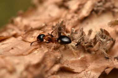 Karınca, Dolichoderus quadripunctatus, Avrupa 'daki yaygın türler
