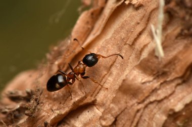 Karınca, Dolichoderus quadripunctatus, Avrupa 'daki yaygın türler