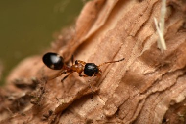Karınca, Dolichoderus quadripunctatus, Avrupa 'daki yaygın türler