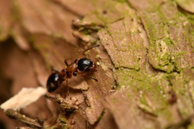 Karınca, Dolichoderus quadripunctatus, Avrupa 'daki yaygın türler