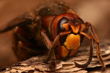 Avrupa hornet, vespa crabro