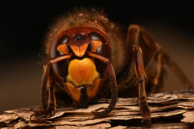 Avrupa hornet, vespa crabro