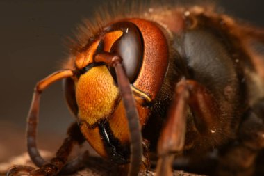 Avrupa hornet, vespa crabro