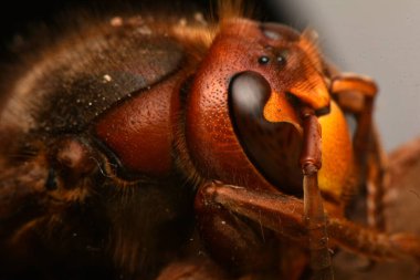 Avrupa hornet, vespa crabro
