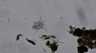 Hidrakniya, su akarları olarak da bilinir.