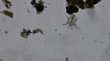 Hidrakniya, su akarları olarak da bilinir.