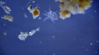 Hidrakniya, su akarları olarak da bilinir.