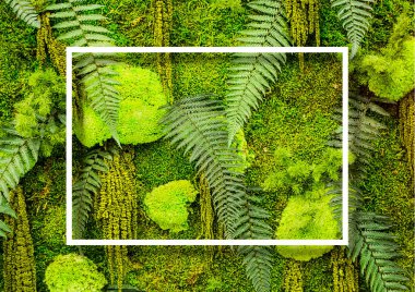 Taze Dekoratif Yeşil Santrallerin Beyaz çerçeveli Tam Çerçeve Arkaplanı