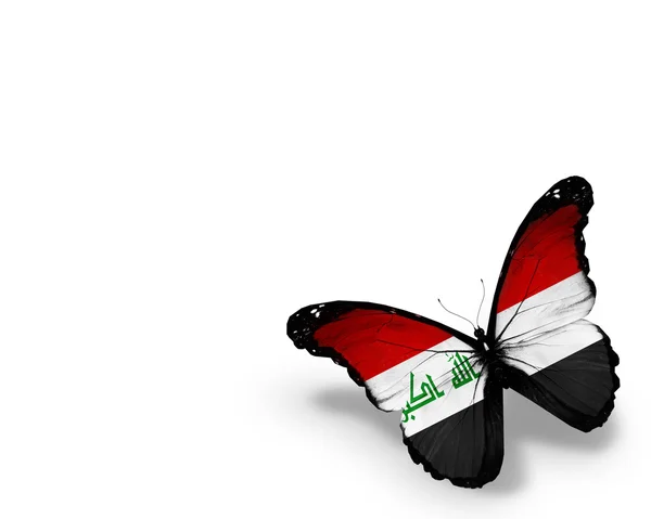 Iraqi flag butterfly, isolated on white background — Stock Photo, Image