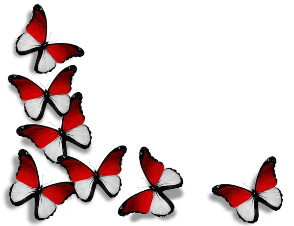 Indonesische vlag vlinders, geïsoleerd op witte achtergrond — Stockfoto