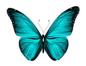 modrý motýl, izolované na bílém