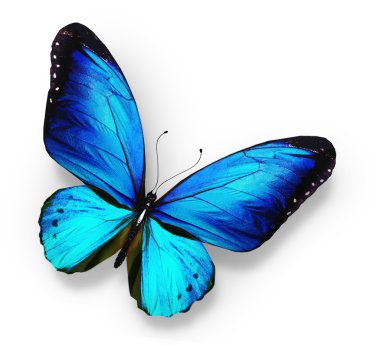 Blue butterfly , isolated on white clipart