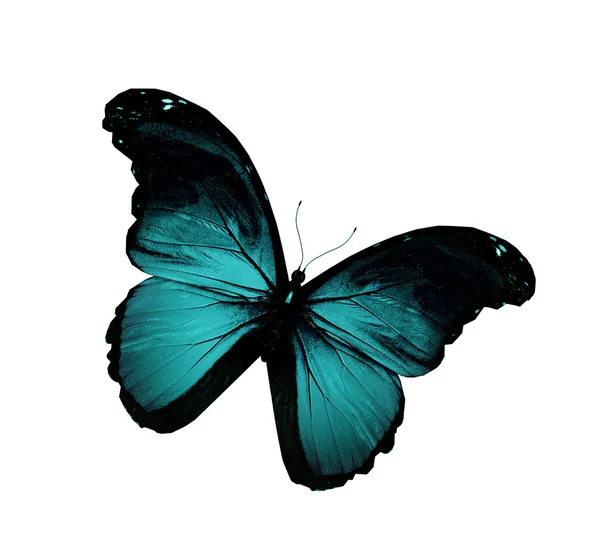 Грандж синій метелик літає, ізольований на білому — стокове фото