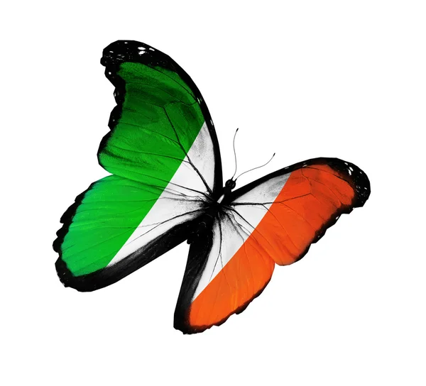 Irish flag butterfly flying, isolated on white background — Stock Photo, Image