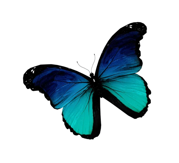 Dunkelblauer Schmetterling, isoliert auf weiß — Stockfoto