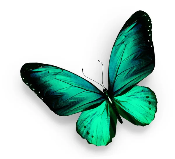 Groene vlinder, geïsoleerd op wit — Stockfoto