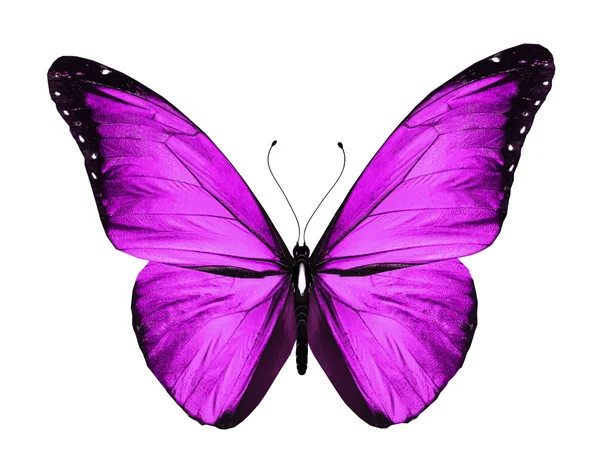 Фиолетовая бабочка, изолированная на белом — стоковое фото