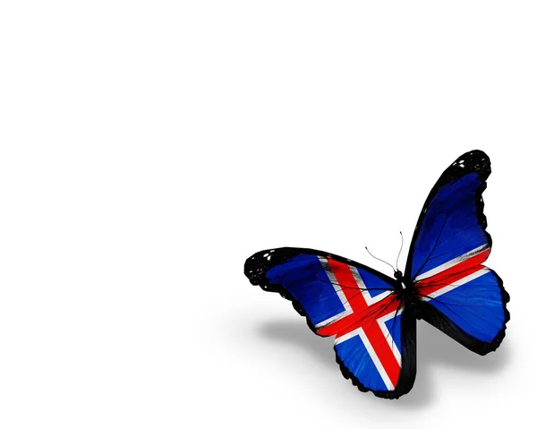 Icelandic flag butterfly, isolated on white background — Stock Photo, Image