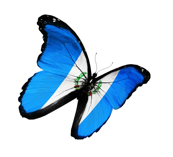 Guatemala-Flagge Schmetterling fliegen, isoliert auf weißem Hintergrund — Stockfoto