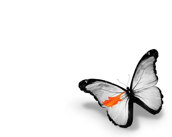 Cyprianus vlag vlinder, geïsoleerd op witte achtergrond — Stockfoto