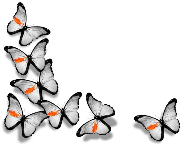 Mariposas de bandera cipriana, aisladas sobre fondo blanco — Foto de Stock