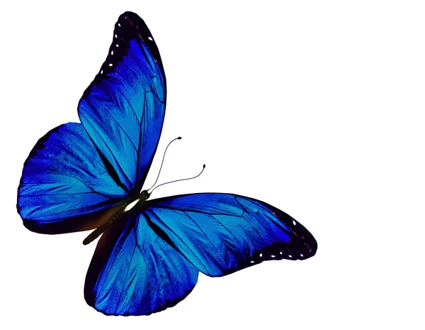 Motyl niebieski latający na białym tle na biały — Zdjęcie stockowe