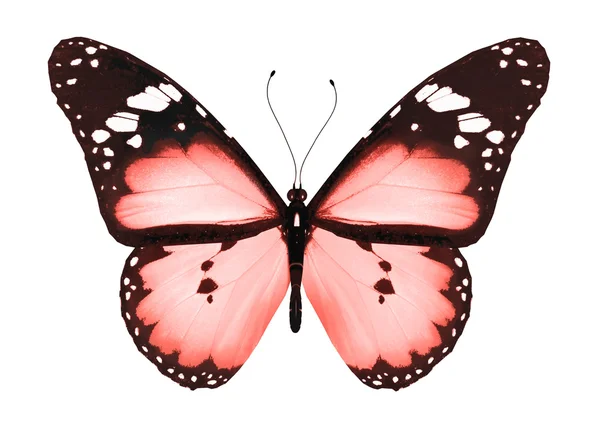 红蝴蝶，白底隔离 — 图库照片