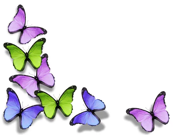 Farfalle diverse, isolate su sfondo bianco — Foto Stock