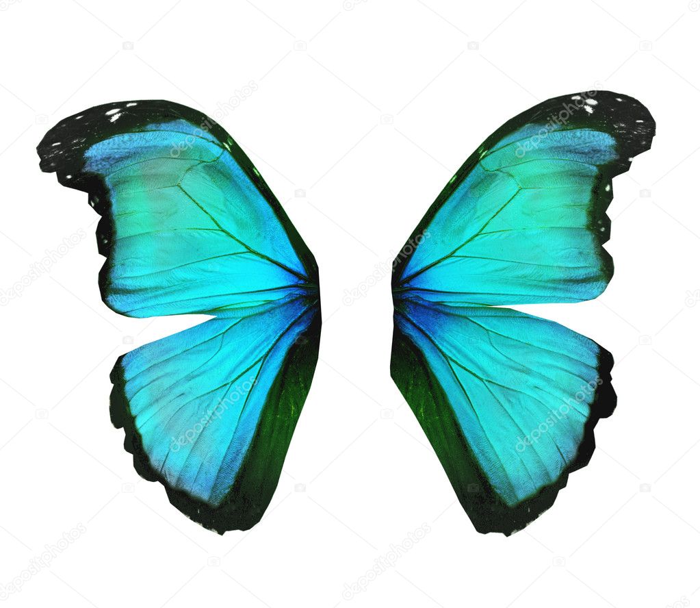 Wings of morpho turquoise butterfly , isolated on white
