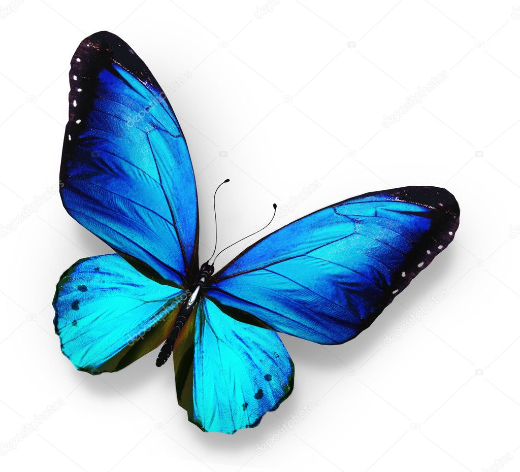 Blue butterfly , isolated on white