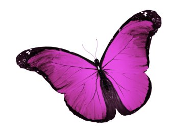 Mor Kelebek uçuyor, izole üzerinde beyaz