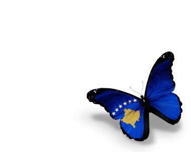 Kosova bayrağı kelebek, beyaz zemin üzerine izole