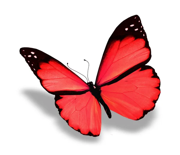 Red butterfly, isolated on white background — Stock Photo, Image