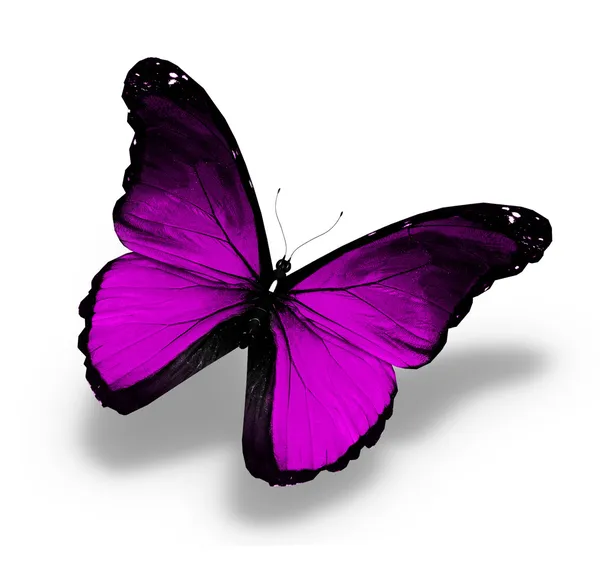 バイオレット モルフォ蝶、白で隔離されます。 — ストック写真