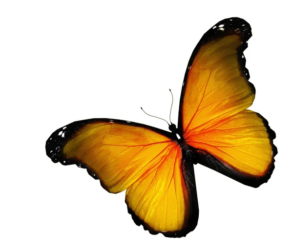 Farfalla gialla su sfondo bianco — Foto Stock