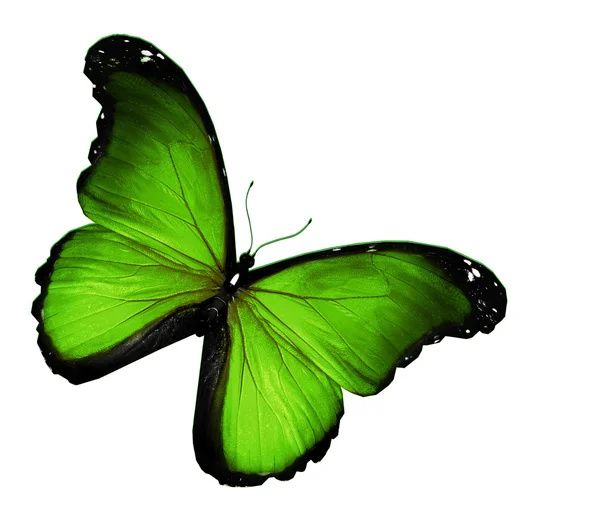 Mariposa verde sobre fondo blanco —  Fotos de Stock