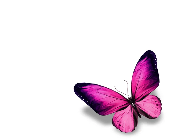 Violette Schmetterling, isoliert auf weißem Hintergrund — Stockfoto