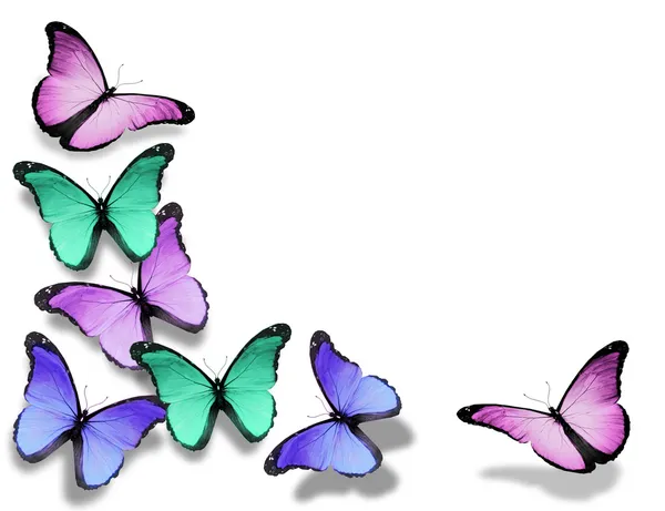 Különböző pillangók, elszigetelt fehér background — Stock Fotó