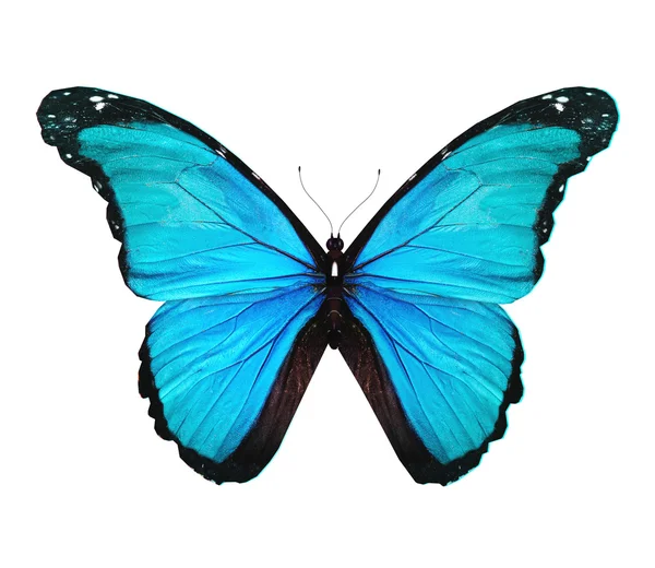 Farfalla turchese Morpho, isolata su bianco — Foto Stock