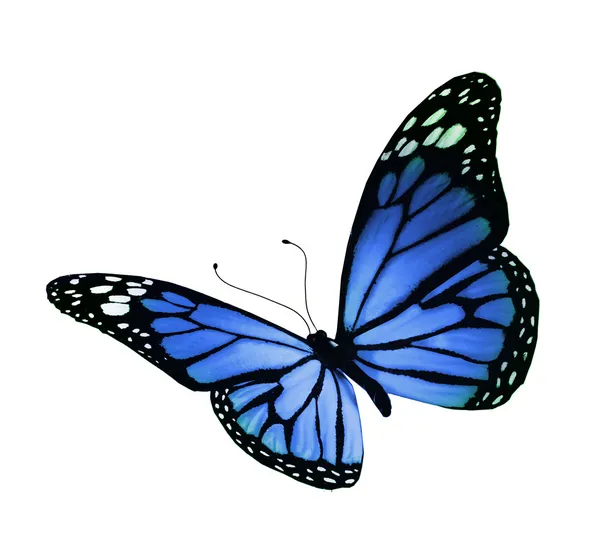 Papillon bleu, isolé sur fond blanc — Photo