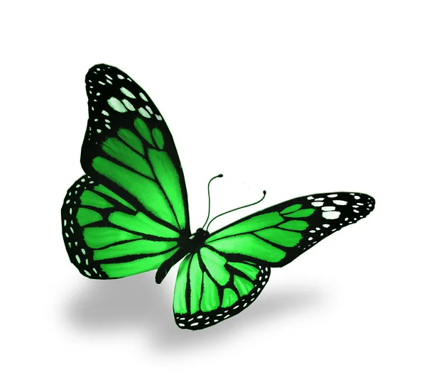 Grüner Schmetterling, isoliert auf weißem Hintergrund — Stockfoto
